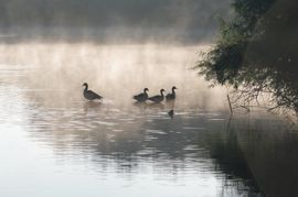 De vroege bescherming