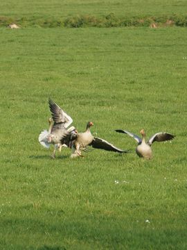 Gans en Genten in de lente