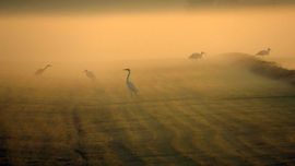 ooievaars en reigers in de ochtendnevel