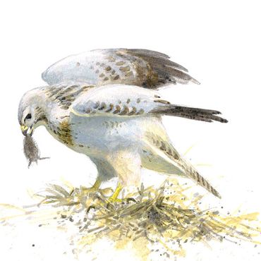 Buizerd / Elwin van der Kolk