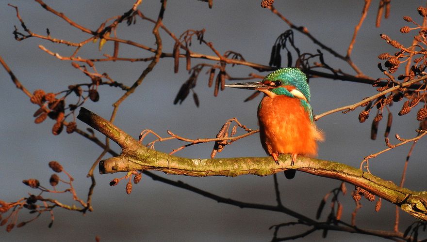 IJsvogel / Michael de Vries - Fotogalerij