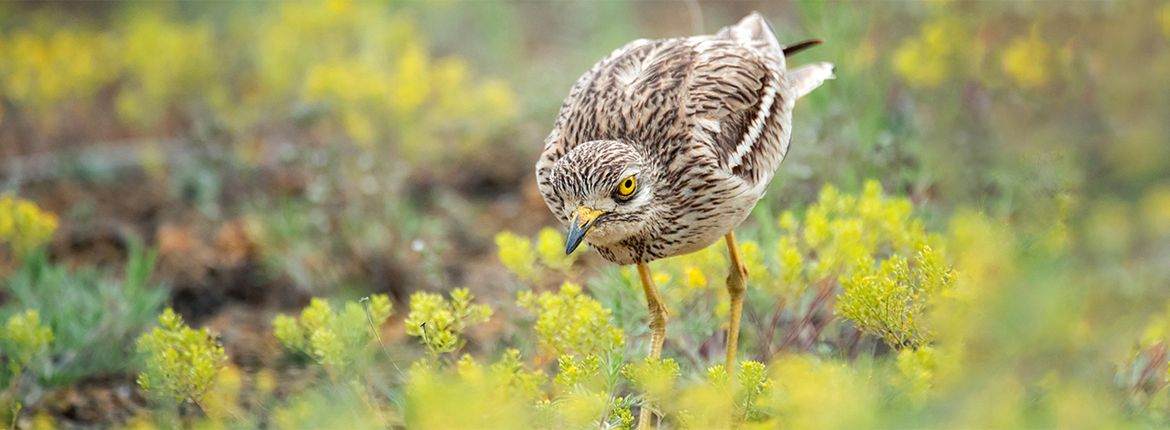 Griel / Shutterstock