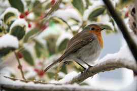 Roodborstje in besneeuwde boom