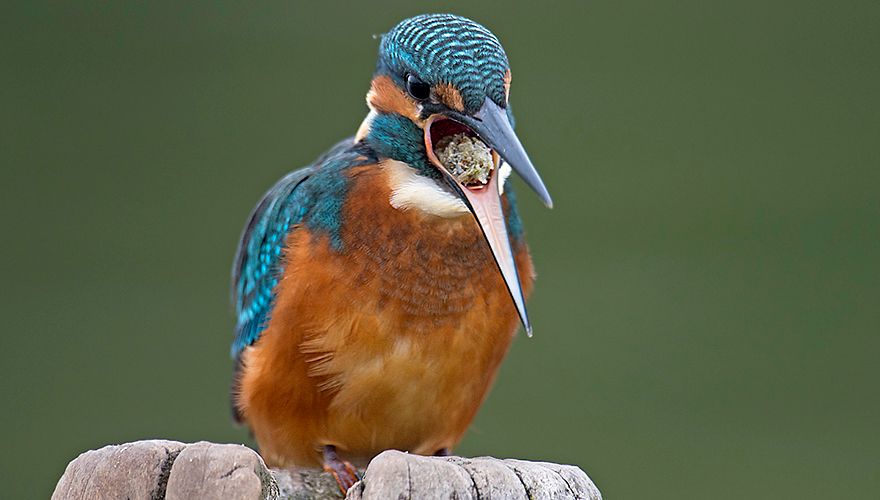 IJsvogel met braakbal / Harry van Emden - Fotogalerij