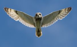 Nieuwsgierige Velduil