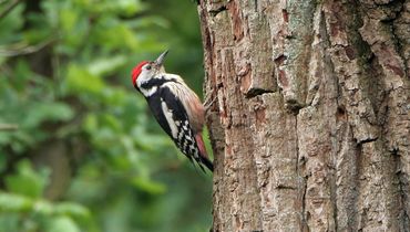 Middelste bonte specht / Birdphoto