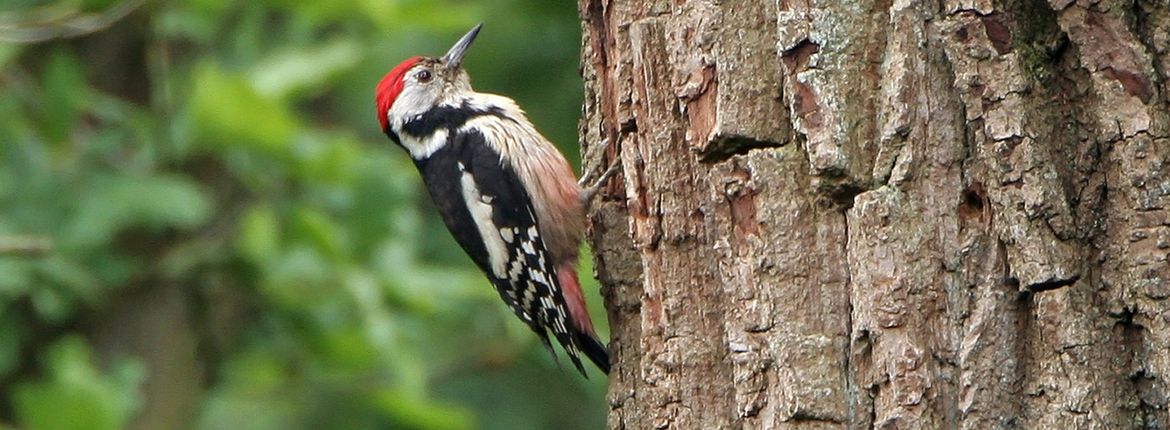 Middelste bonte specht / Birdphoto