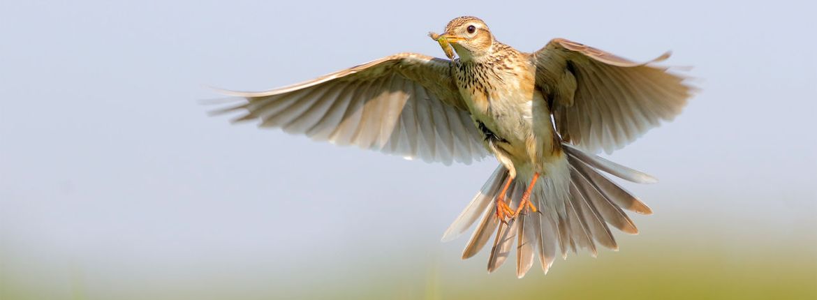 veldleeuwerik / shutterstock