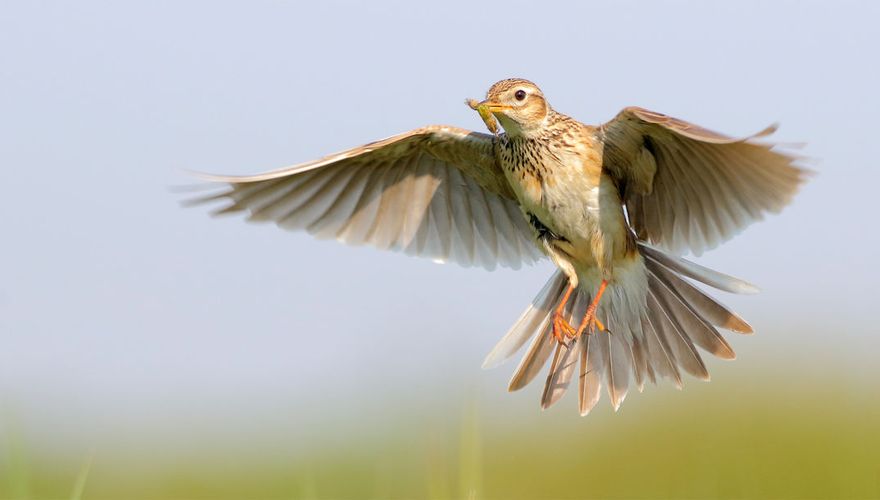 veldleeuwerik / shutterstock