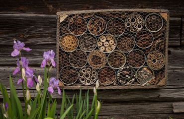 Bijenhotel tuin / shutterstock