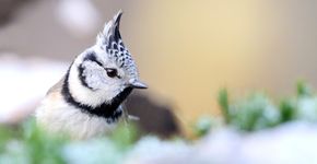 Kuifmees / Monique van Kootwijk - Fotogalerij