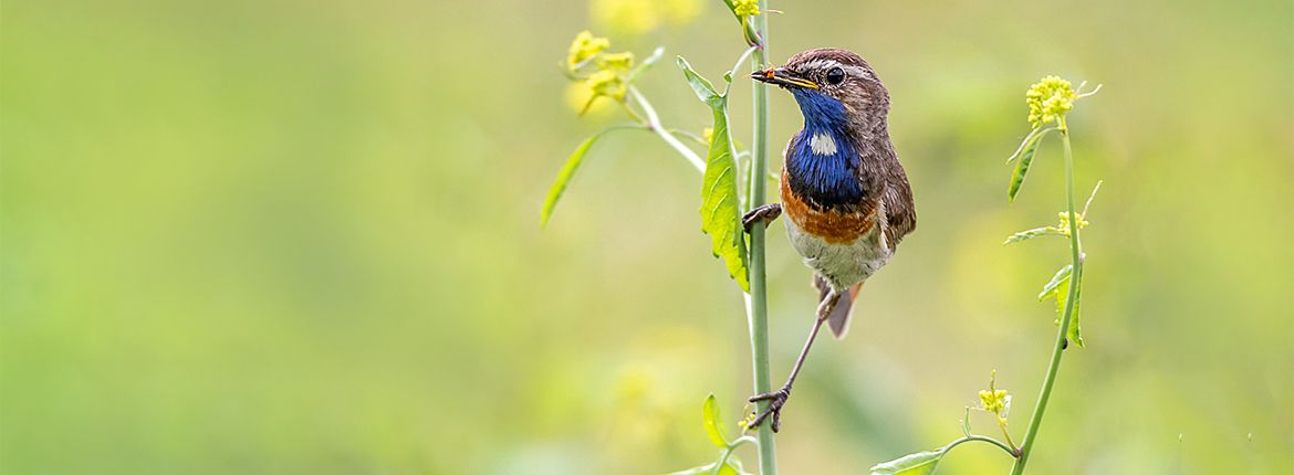 Blauwborst / Rob Wijn