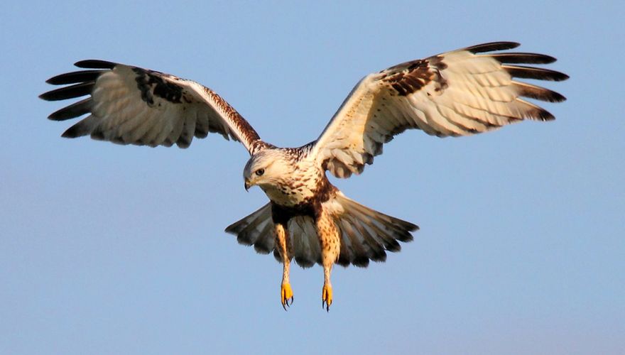 Ruigpootbuizerd / Koos Dansen