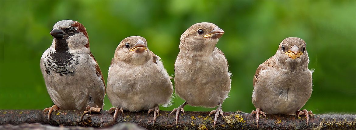 Huismussen / Shutterstock