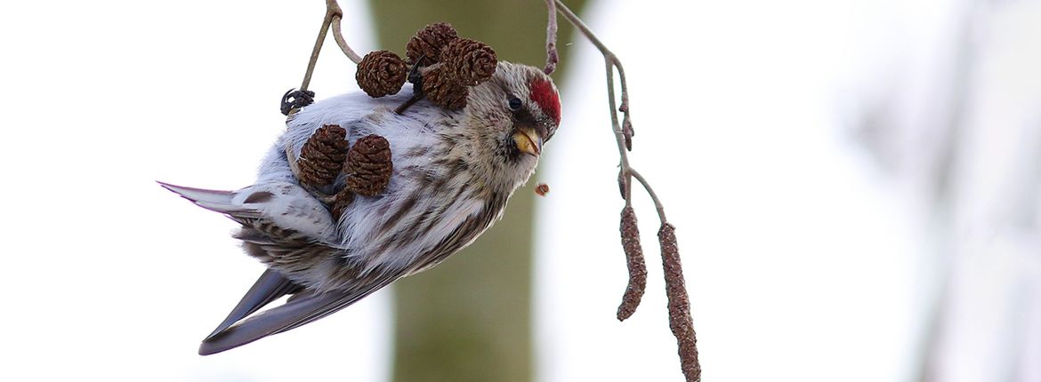 Grote barmsijs / Shutterstock