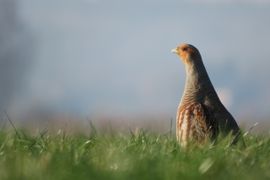 Patrijs in zonnetje