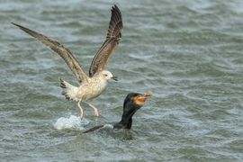 Aalscholver versus Kleine Mantemeeuw