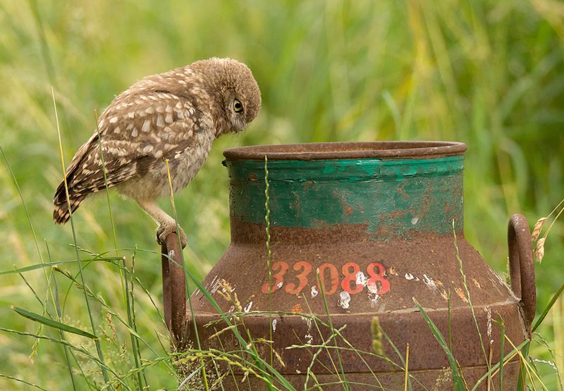 Steenuil / Hans Peeters