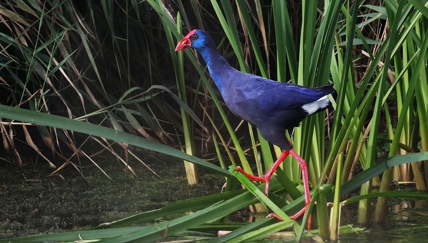 Purperkoet / Ruwan Aluvihare