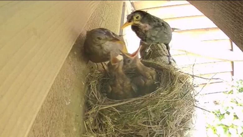 formaat ontbijt fotografie De uitvlieg-race | Vogelbescherming