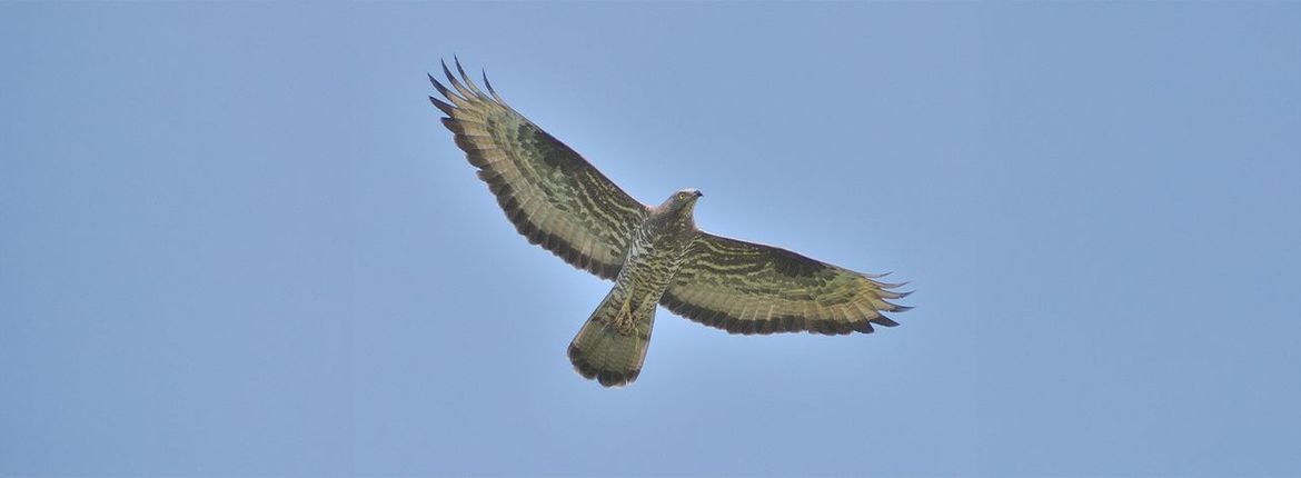 Wespendief / Wim van Barneveld