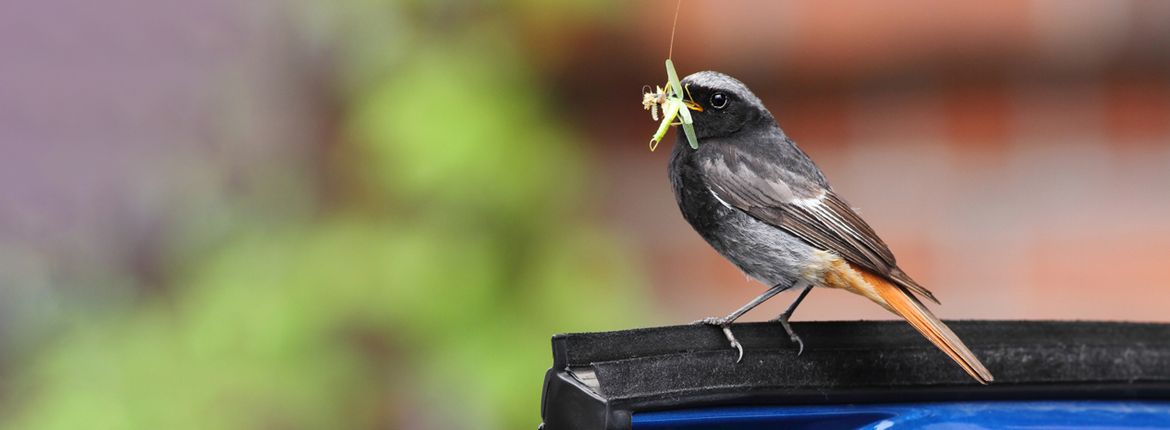 Zwarte roodstaart / Shutterstock