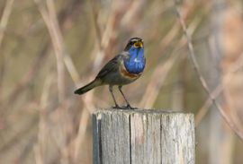 Blauwborst op paal