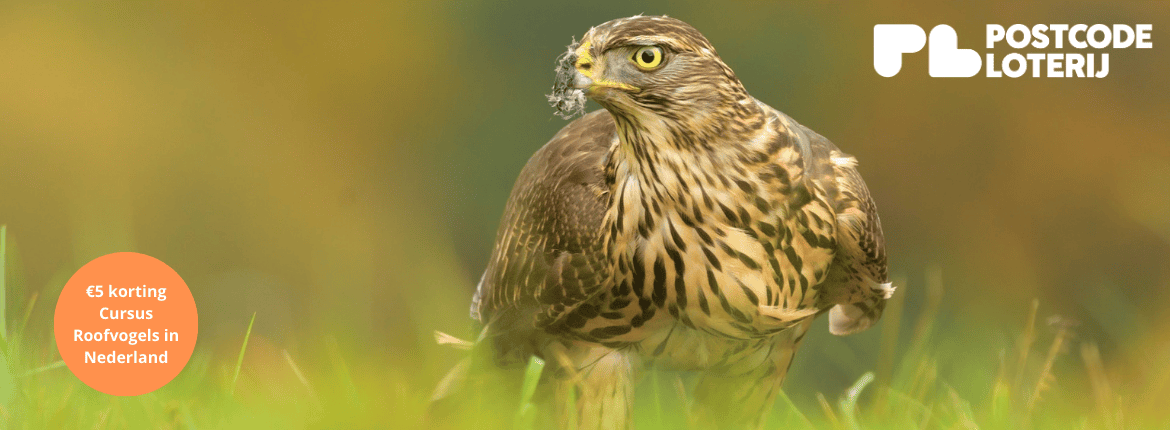 Cursus Roofvogels in Nederland