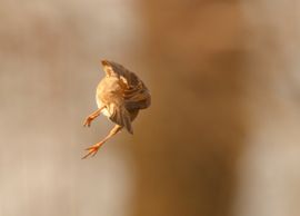de vogel is gevlogen