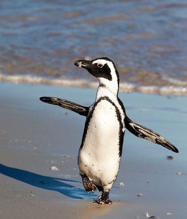 Magelhaenpinguin / Otto Plantema