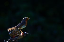 Roodborstje op de kop van de waterpomp