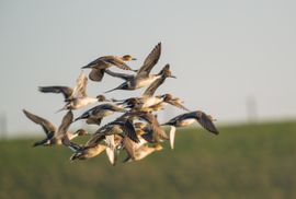 Pijlstaarten in de vlucht