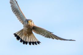 Niet te dichtbij graag