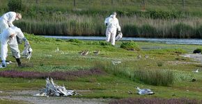 Vogelgriep grote sterns op Texel / Rene Pop