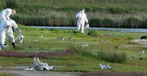 Vogelgriep grote sterns op Texel / Rene Pop