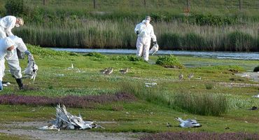 Vogelgriep grote sterns op Texel / Rene Pop