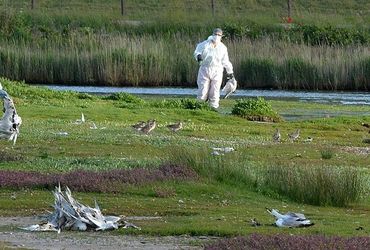Vogelgriep grote sterns op Texel / Rene Pop
