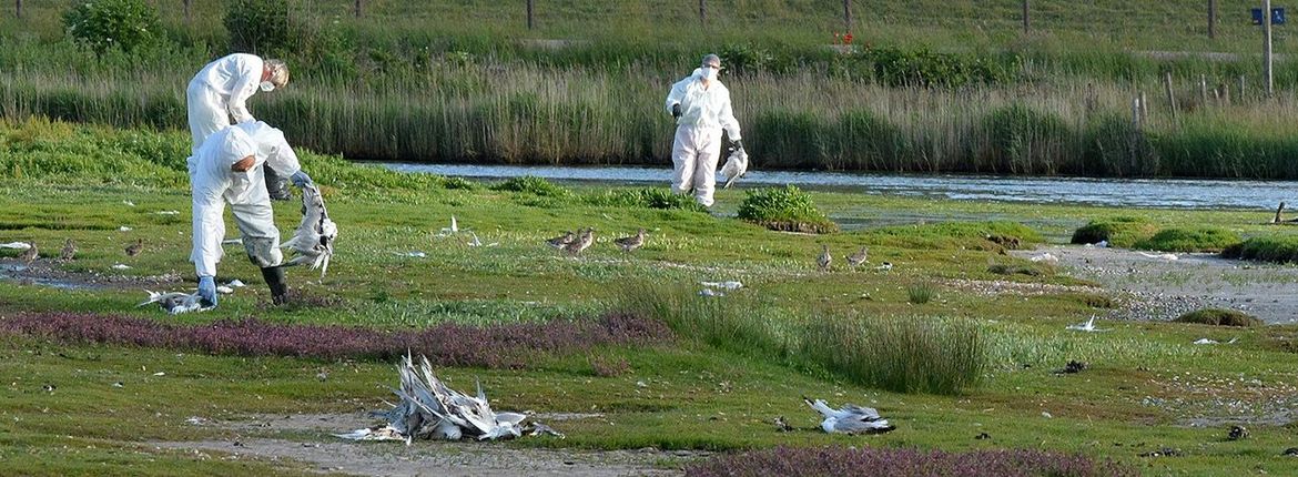 Vogelgriep grote sterns op Texel / Rene Pop