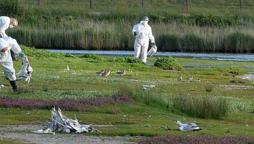 Vogelgriep grote sterns op Texel / Rene Pop