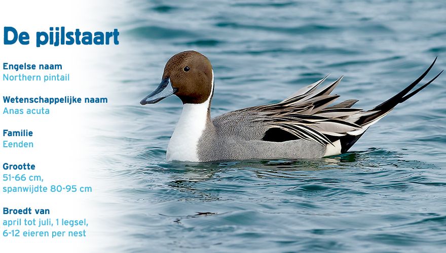 Pijlstaart paspoort vogelcursus