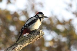 Specht in ochtendzon