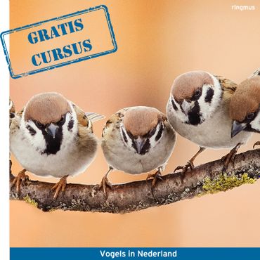Gratis cursus Vogels in Nederland