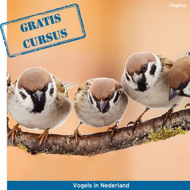 spreiding oorlog B.C. Gratis online vogelcursussen | Vogelbescherming