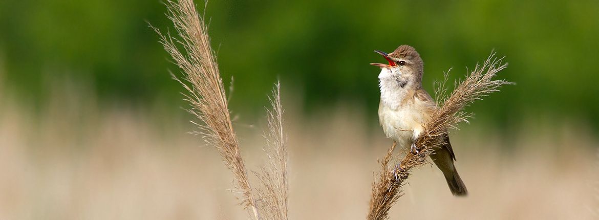 Grote karekiet / Shutterstock