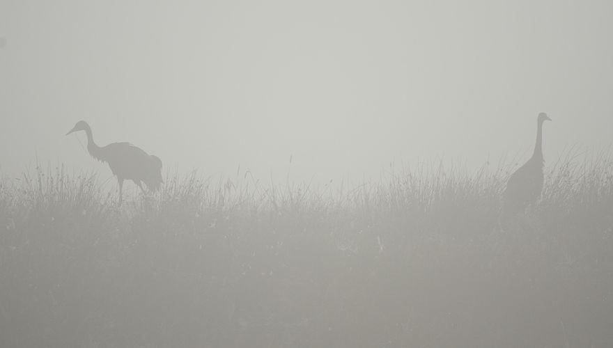 Kraanvogels in de mist / Herman Feenstra