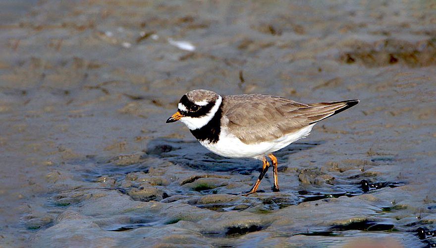 Bontbekplevier / Birdphoto