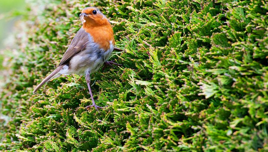 Roodborst / Marc Guyt, AGAMI