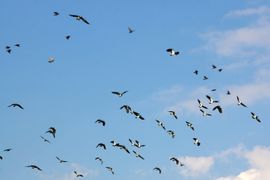 Kieviten vrezen roofvogel