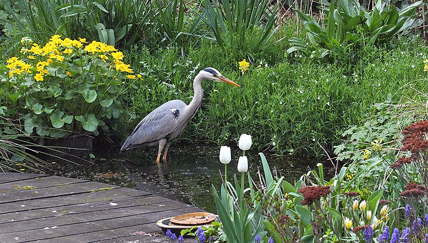 Blauwe reiger / Koos Dansen