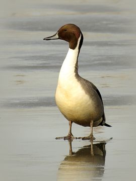 Pijlstaart eend on ice